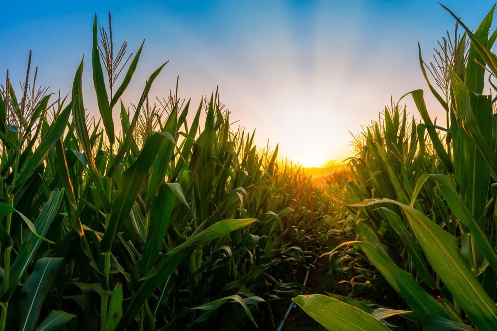 agribusiness expansion in Northeast Louisiana